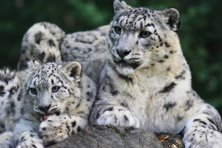 Spectre of extinction haunts ghost of mountains – snow leopards