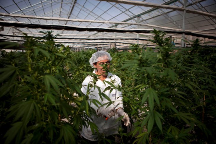 Israeli Cabinet Makes Move to Decriminalize Recreational Marijuana Use