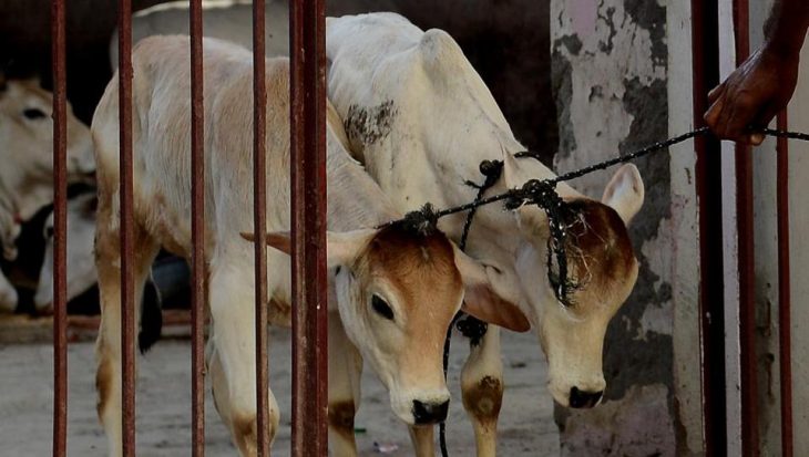 Centre’s notification banning cow sale for slaughter a fascist move: Kerala