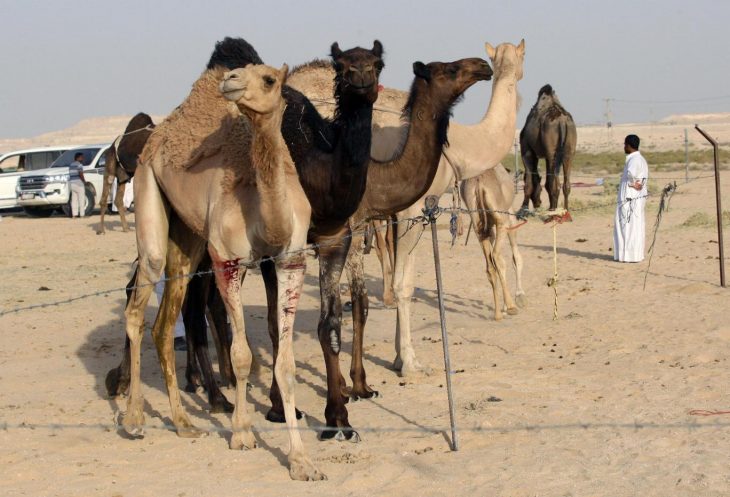 Qataria again: Saudi Arabia deports Qatari camels and sheep as diplomatic feud continues