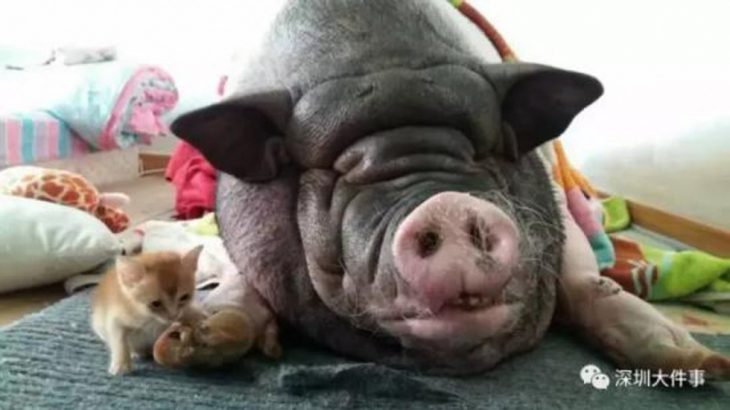 Chinese family forced to move six times because of huge pet pig’s snoring