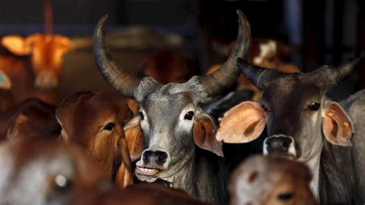 Cows exhale oxygen, absorb cosmic energy, home to gods: Rajasthan HC judge