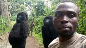 Gorillas perfect their selfie style in photo with park ranger