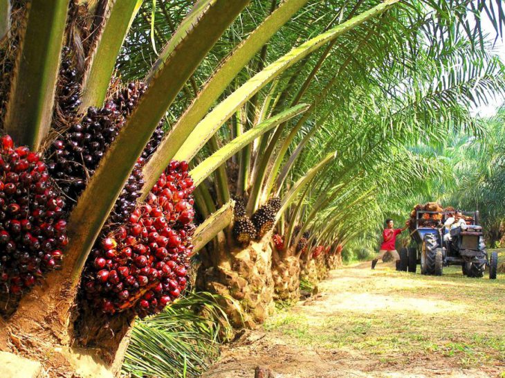Support golden crop, fight anti-palm oil campaigns, Malaysians urged