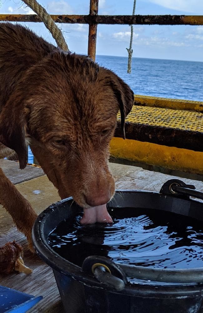 Heartwarming moment stranded dog is rescued 209km out to sea — but how did she get there?