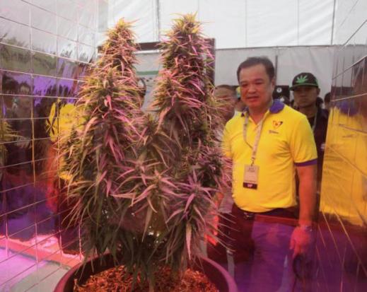 Pot enthusiasts celebrate first weed fair  in Thailand