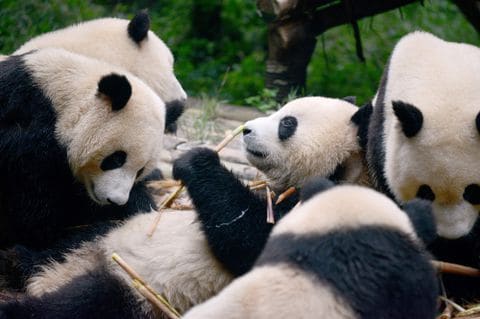 China has a new facial recognition app — this time for pandas