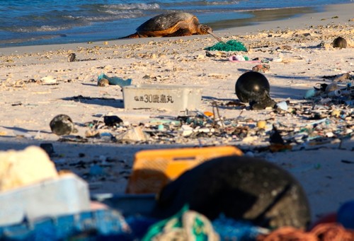 Hawaii Green Watch: Plastic pollution ravages iconic Pacific bird sanctuary