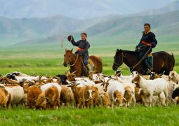 livestock in Mongolia  increases by 3.6 million in 2024