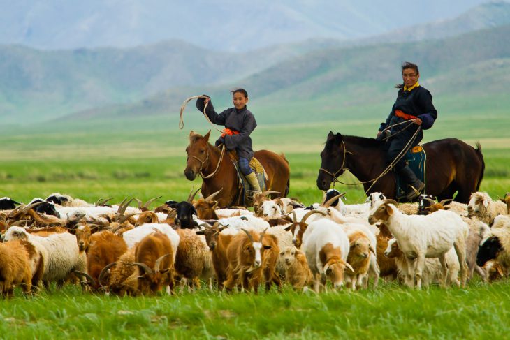 livestock in Mongolia  increases by 3.6 million in 2024