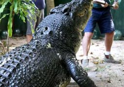 94 years old hunter Craig, who grew to love his prey, dies days after his 110-year-old croc companion Cassius passed away