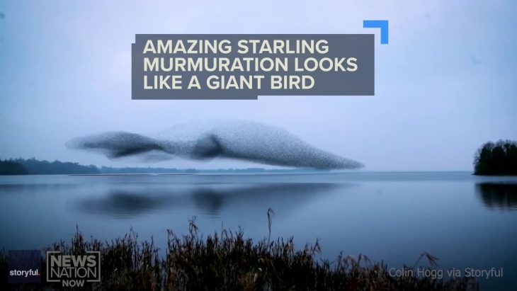 A murmuration of starlings forms the shape of a bird over Lough Ennell, Ireland