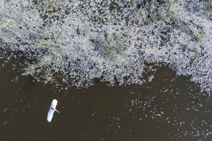Turks block water to Euphratus: Mass fish die-off – new meanse and starvation for the residents in Iraq
