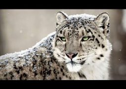 Kyrgyzs Adopt the Snow Leopard as Its National Symbol