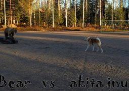 Handle-wielding man, Akita Inu dog fend off bear attack in Miyagi