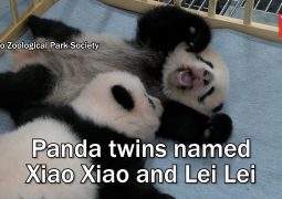 Japan-born pandas Xiao Xiao and Lei Lei arrive in China as bilateral ties freeze