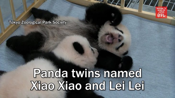 Japan-born pandas Xiao Xiao and Lei Lei arrive in China as bilateral ties freeze