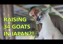 Japanese Farmer wins global honors for goat milk cheese