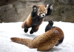 Endangered red panda cubs thrive at Türkiye’s Bursa Zoo