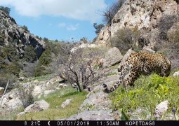 Save Nature for Future: Leopards Are Back In Turkmenistan