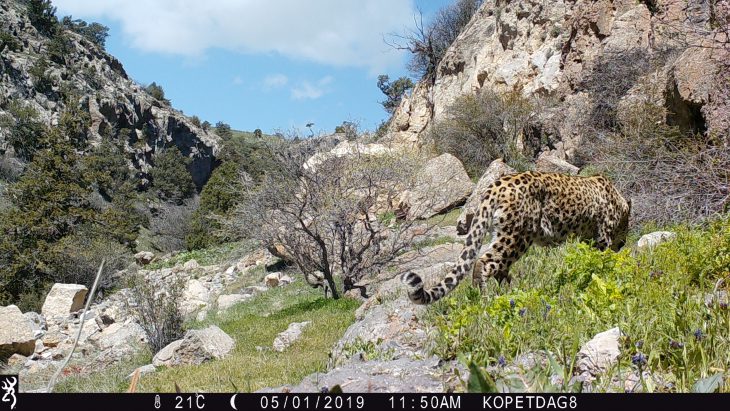 Save Nature for Future: Leopards Are Back In Turkmenistan