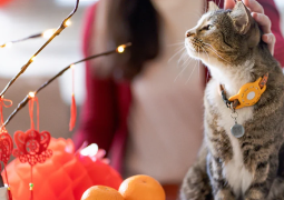 Disgusting habits – Vietnam police rescue 500 cats from meat ring