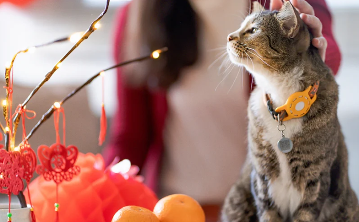 Disgusting habits – Vietnam police rescue 500 cats from meat ring