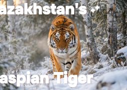 Russian Amur Tiger Released in Wild in Kazakhstan for the First Time in More Than 70 Years