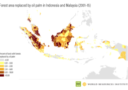 Indonesia needs to grow more rice, corn and sugar. Can its forests survive?