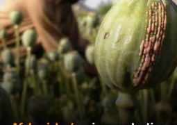 Opium cultivation in Afghanistan rises 325% in 2026