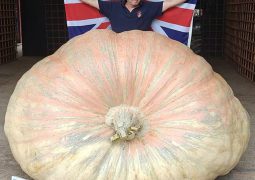 Thumbs Up!!! British grandfather grows biggest pumpkin: it is just 1.3 tones