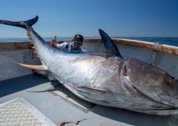 Record-breaking bluefin tuna over the shore of New Hampshire