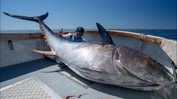 Record-breaking bluefin tuna over the shore of New Hampshire