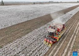 Rare photos of cotton harvest in China’s Xinjiang: mechanization powers bumper yields